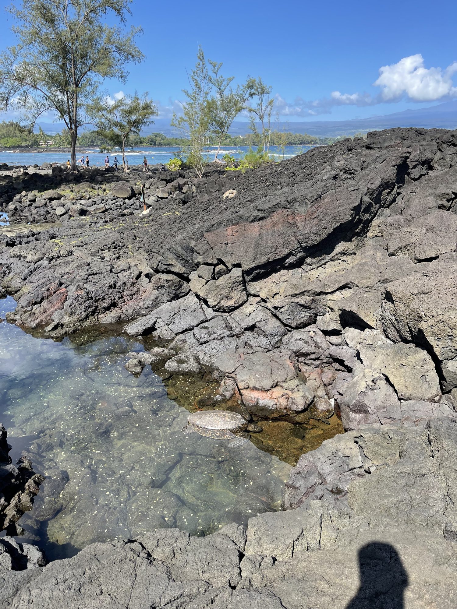 Lava tidepool on the Kona coast